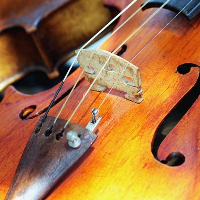 Viola